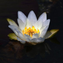 Stun'Em Lotus Woman