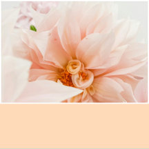 Pastel Peach Solid Color