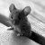 TheLittleMouse