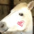 Horsey Holidays
