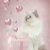 jascat