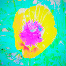 Yellow Poppy with Hot Pink Center on Turquoise