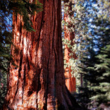 Giant Sequoia