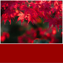 Crimson Red Solid Color