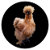 Standout_Silkies