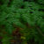 Natures_Threads