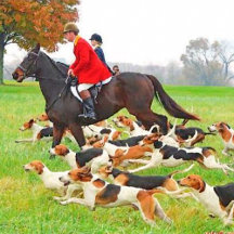 Hunting with hounds