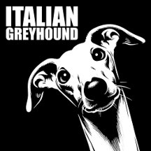 Italian Greyhound Dog