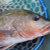 Fish_Forever