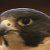Falcons Eye