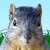 MisterSquirrel