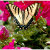 Captured Images Photography & Illustration