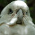 Wildlife in OZ