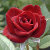 myphotoshoppe