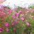 EnglishGardener