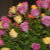 Dreamland Weddings