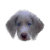 PawsForaMoment