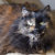 CassietheCat