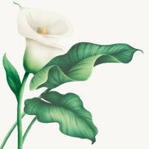 Watercolor Lilly Green Foliage Leaves Wedding