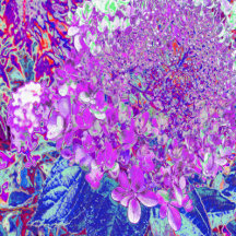 Elegant Purple and Blue Limelight Hydrangea