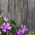 - Lolas Artful Patio Décor -