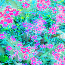 Pretty Magenta and Royal Blue Garden Flowers