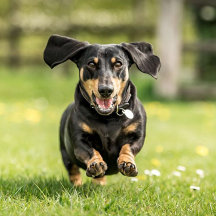 Dachshund