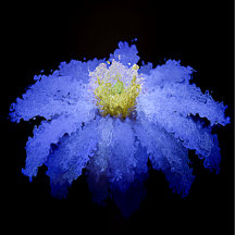 "Wild" Blue Coneflower