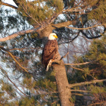 Eagles 