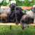 MastadorPuppies