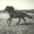 KBE_ELDER_EQUINE