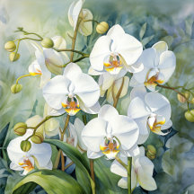 Orchid Garden