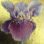GildedIris