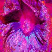 Psychedelic Purple and Magenta Hibiscus Flower