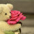 Rose Of Sharon