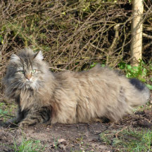 Norwegian Forest