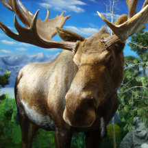 Moose Designs