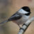 backyardwonders