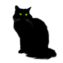 Cat Lover