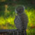MNiessenPhoto