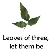 Identifying Poison Ivy Plant, leaves and vine 