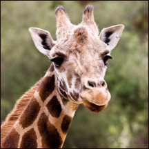 Giraffes