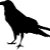 patterncrow
