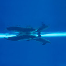 Dolphins home collection 