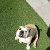 Nelly the Bulldog Designs