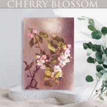 Cherry Blossom