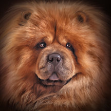Drawing dog chow chow 3