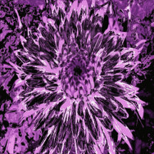 Black and Pink Dahlia Flower