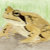 WoodlandWildlife
