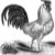The Rooster's Wishes